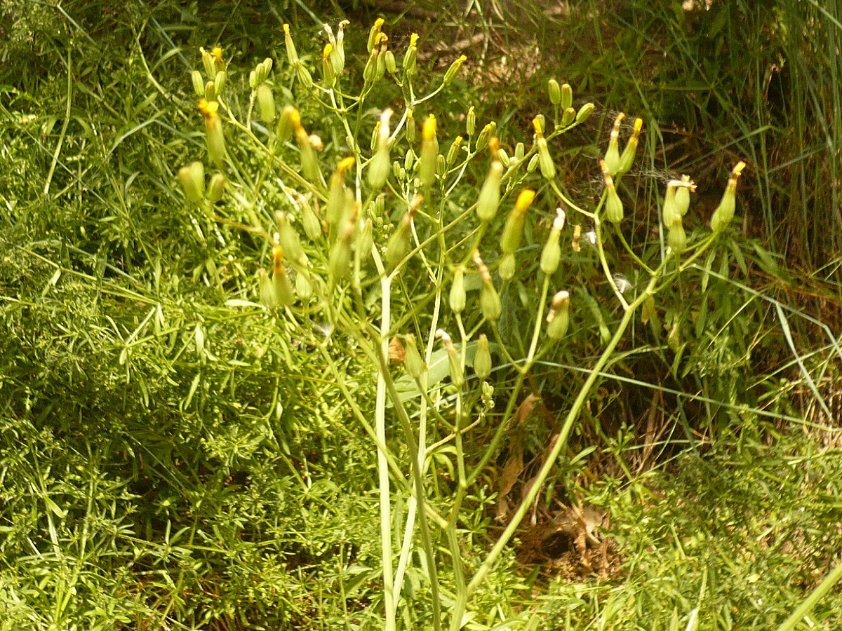 Crepis pulchra (Asteraceae)